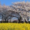 桜と菜の花